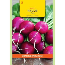 Radijs Viola paars