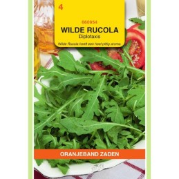 Wilde Rucola - Diplotaxis