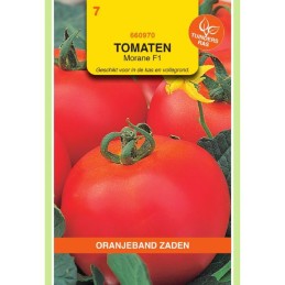 Tomaten Morane F1