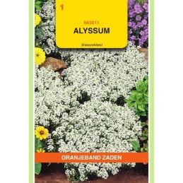 Alyssum Sneeuwkleed