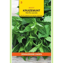 Kruizemunt