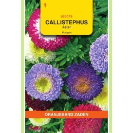 Callistephus Aster Pompon...