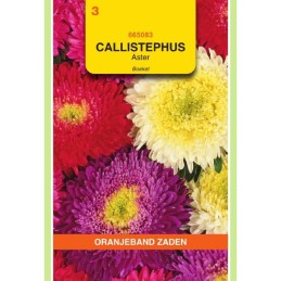 Callistephus Aster Boeket...