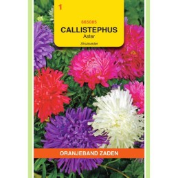 Callistephus Aster...