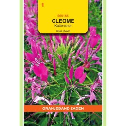 Cleome Kattensnor roze