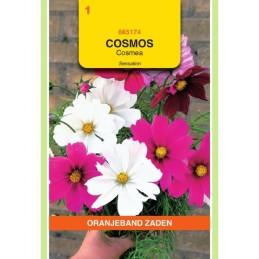 Cosmos Cosmea Sensation...