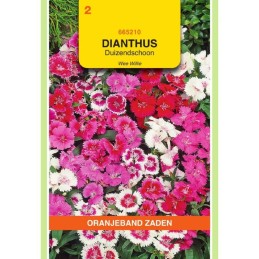 Dianthus Duizendschoon Wee...