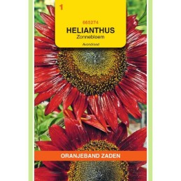 Helianthus Zonnebloem...