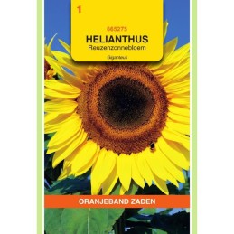 Helianthus Zonnebloem...