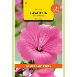 Lavatera Bekermalva Silver Cup