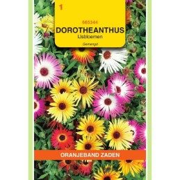 Dorotheanthus IJsbloemen...