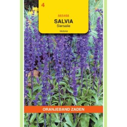 Salvia Siersalie Victoria...