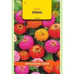 Zinnia Pompon gemengd