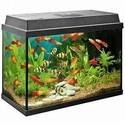 Vissen en Aquarium