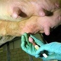 Mastitis geneesmiddelen voor koeien