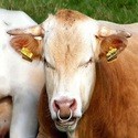 Stier- en Koegeleiding