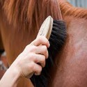 Huid en haar verzorging paard