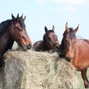 Paardenvoer