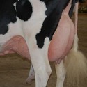 Uierhygiëne en Uierverzorging voor koeien