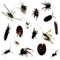 Insecten en kleine beestjes