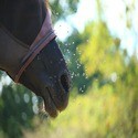 Vliegenbestrijding paarden