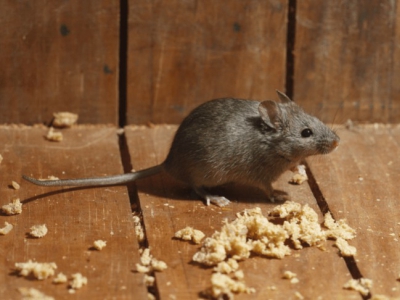 Muizen vangen met gif verboden per 2023, krijgen we een ratten en muizen plaag?