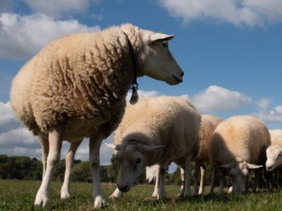 Dek en dracht seizoen voor schapen, oorzaak, verschijnselen en optimale dracht