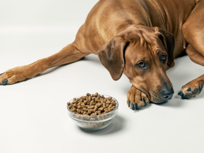 Signalen dat je hond ander voer behoeft door lusteloosheid of ander gedrag