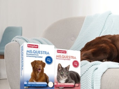 Ontwormingsmiddelen voor uw hond of kat. Hoe vaak ontwormen en wanneer