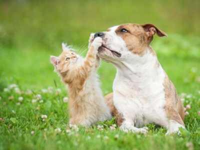 Altijd het leukste dierenspeelgoed online te bestellen voor uw huisdier