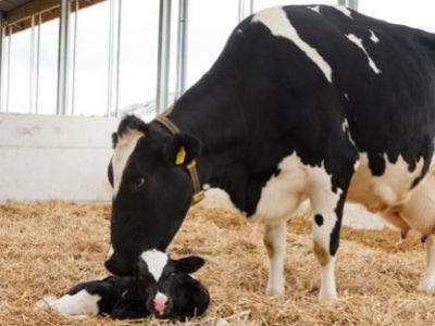 Melkziekte koe: oorzaak, verschijnselen en behandeling